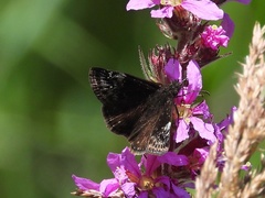 Erynnis lucilius