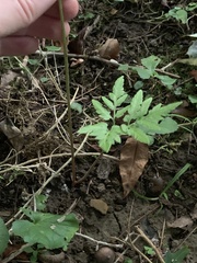 Sceptridium dissectum