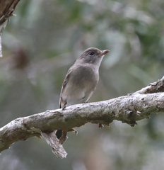 Pachycephala pectoralis