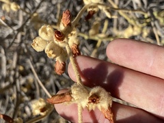 Malacothamnus orbiculatus