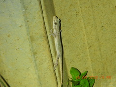 Hemidactylus brookii