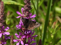 Erynnis lucilius