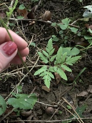 Sceptridium dissectum