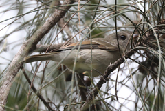 Pachycephala pectoralis