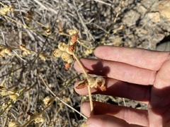 Malacothamnus orbiculatus