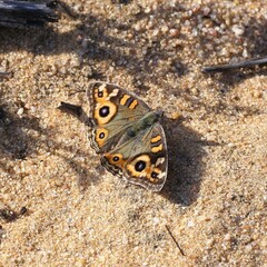 Junonia villida