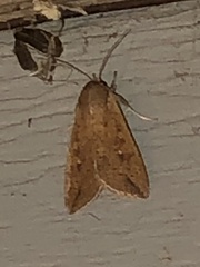 Mythimna unipuncta