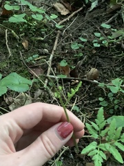 Sceptridium dissectum