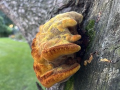 Gloeophyllum sepiarium