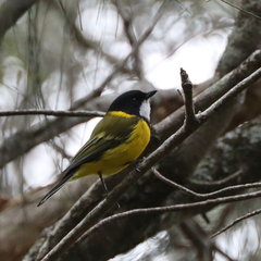 Pachycephala pectoralis