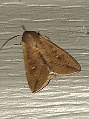 Mythimna unipuncta