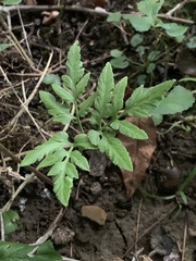 Sceptridium dissectum