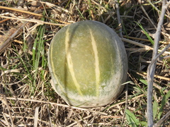 Cucurbita andreana