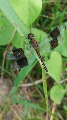 Erythrodiplax umbrata