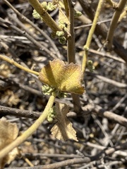 Malacothamnus orbiculatus