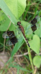 Erythrodiplax umbrata