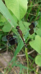Erythrodiplax umbrata