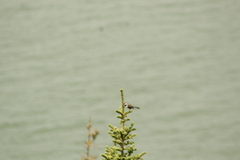 Poecile hudsonicus