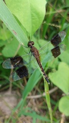 Erythrodiplax umbrata