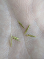Cyperus