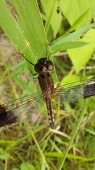 Erythrodiplax umbrata