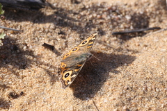 Junonia villida