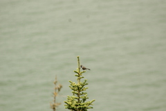 Poecile hudsonicus