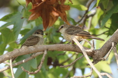 Pyrocephalus rubinus