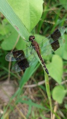 Erythrodiplax umbrata