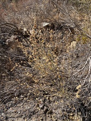 Malacothamnus orbiculatus