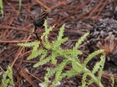 Cirsium repandum