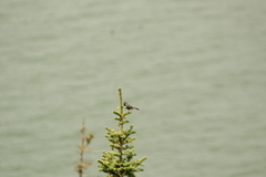 Poecile hudsonicus