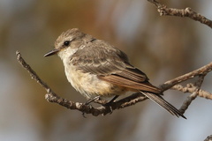 Pyrocephalus rubinus