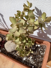 Crassula arborescens arborescens