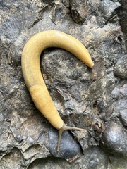 Ariolimax columbianus