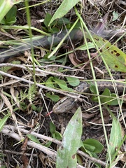 Thamnophis elegans vagrans