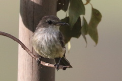 Pyrocephalus rubinus