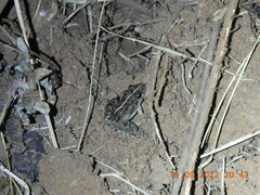 Fejervarya limnocharis