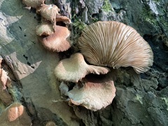 Crepidotus crocophyllus