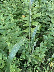Sorghum bicolor