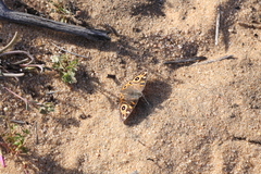 Junonia villida