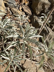 Salvia apiana