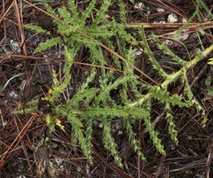 Cirsium repandum