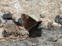 Erynnis lucilius