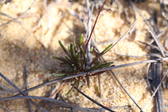 Stylidium kalbarriense