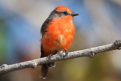 Pyrocephalus rubinus