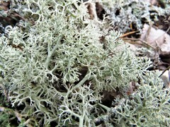 Cladonia rangiferina