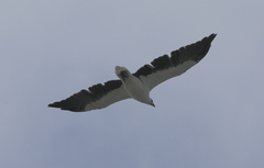 Haliaeetus leucogaster