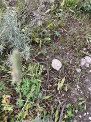 Thamnophis elegans vagrans