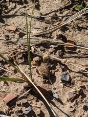Phrynosoma hernandesi
